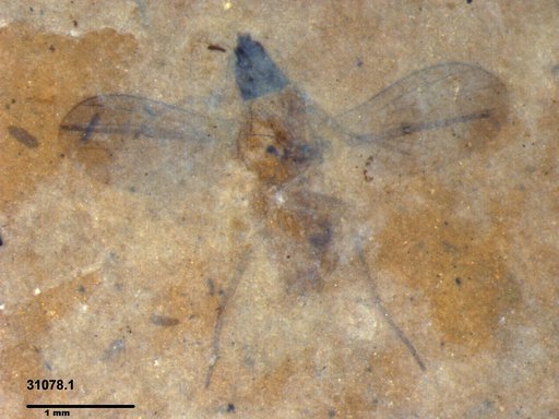 Diptera