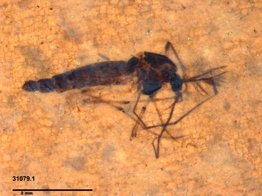 Genus sp