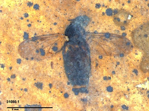 Diptera