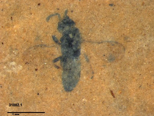 Genus sp