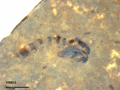 Chaoboridae