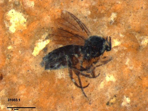 Diptera