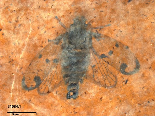 Genus sp