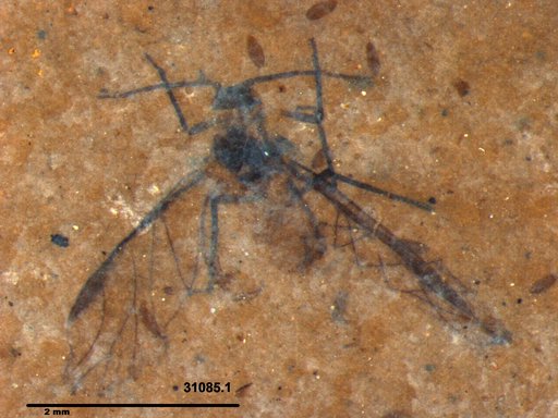 Aphididae