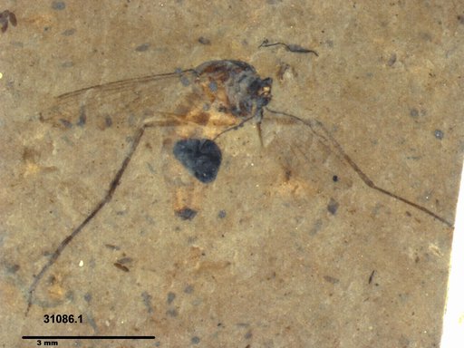 Genus sp