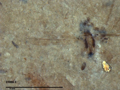 Chaoboridae