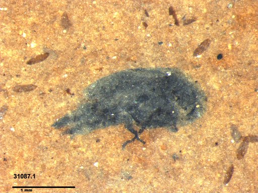 Mordellidae