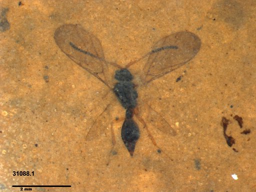 Diapriidae