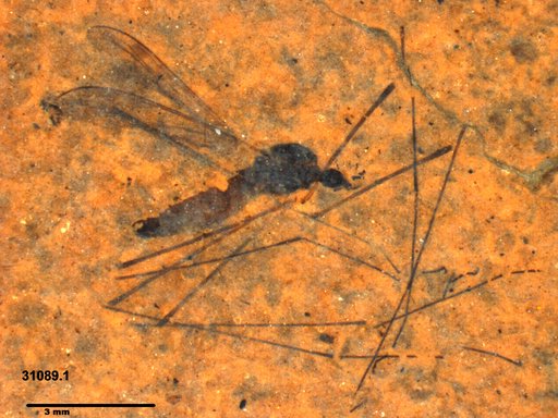 Diptera