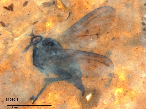 Diptera