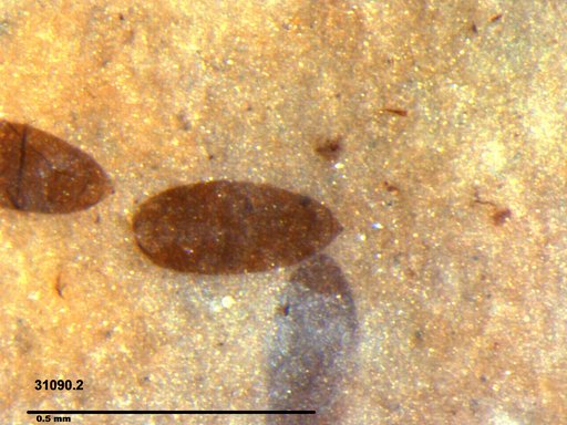 Diptera