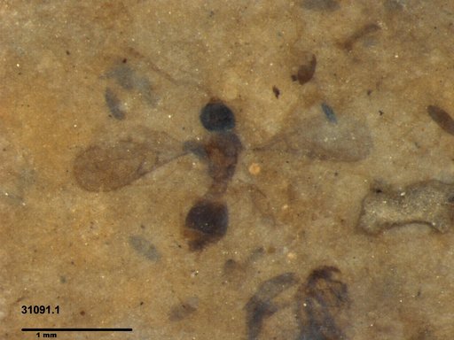 Diapriidae