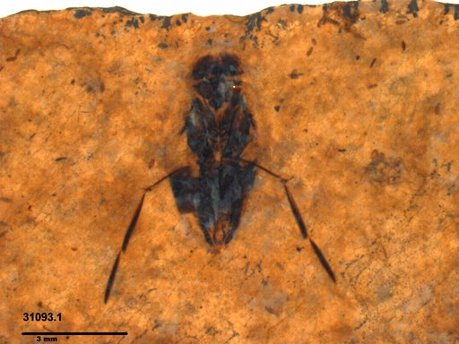 Notonectidae