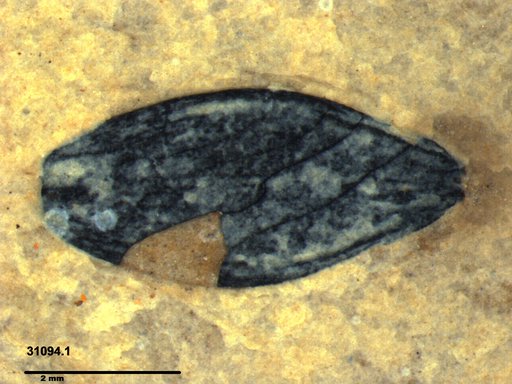 Tracheophyta