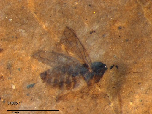 Diptera