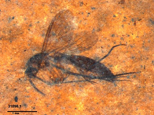 Mycetophilidae