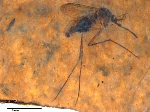 Genus sp