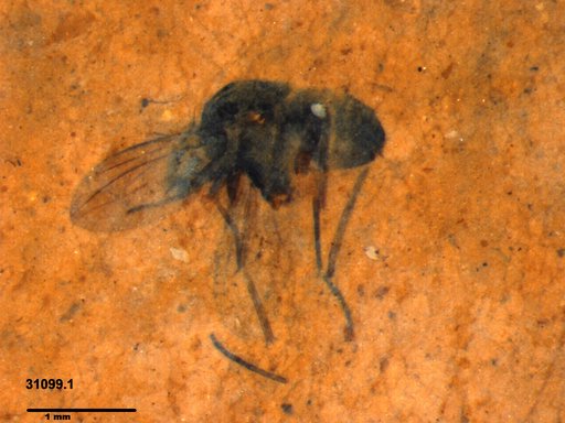 Diptera