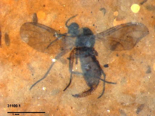 Diptera