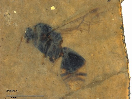 Formicidae