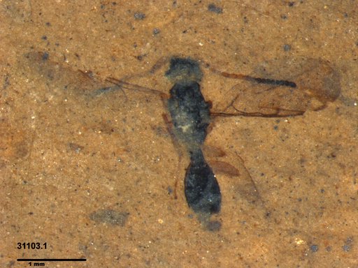 Diapriidae