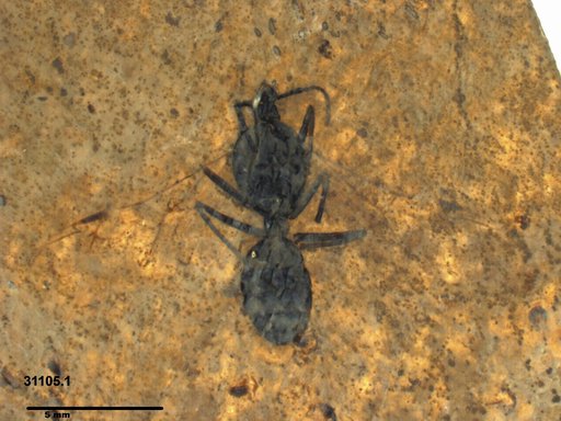 Formicidae