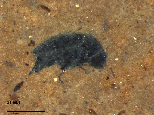 Mordellidae
