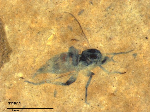 Diptera