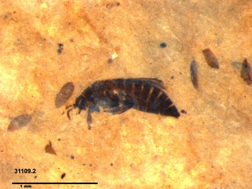 Genus sp