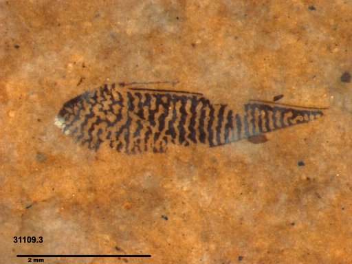 Corixidae