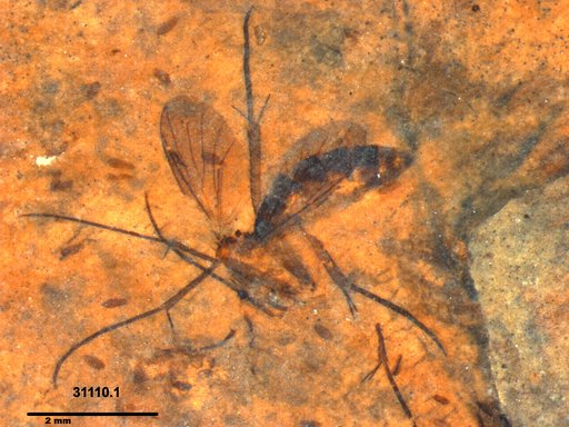 Mycetophilidae