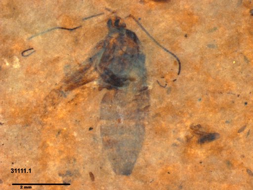 Genus sp