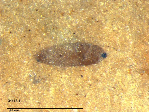 Diptera