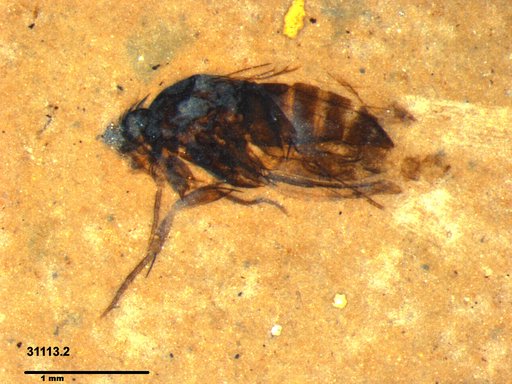 Phoridae