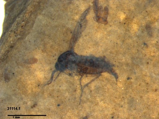 Sciaridae