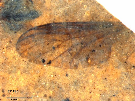 Diptera