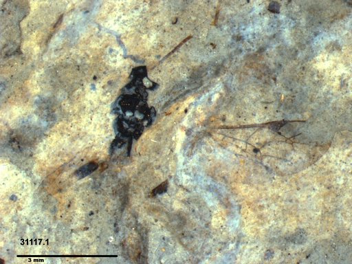 Ichneumonidae