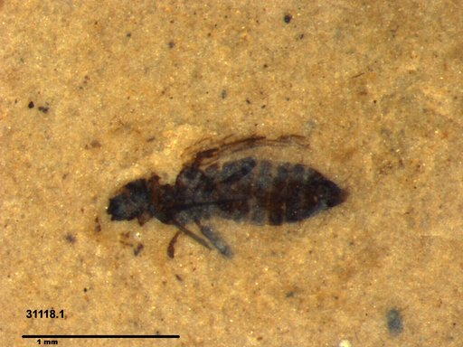Genus sp