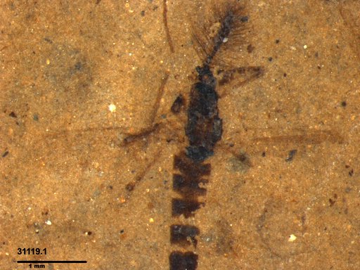 Chaoboridae