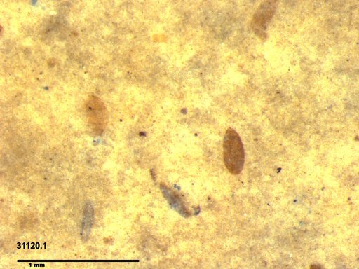 Diptera