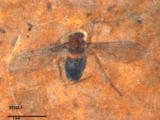 Diptera