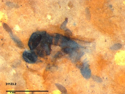 Diptera