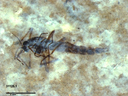 Genus sp