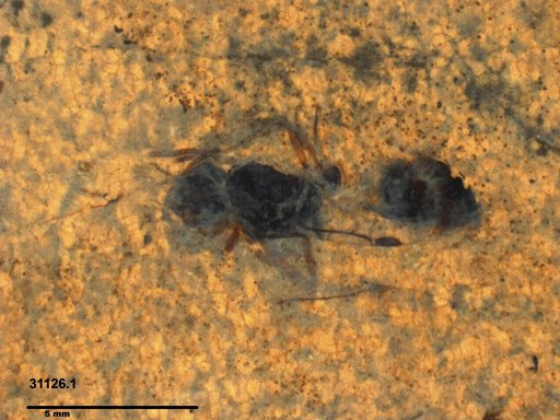 Formicidae