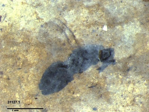 Genus sp