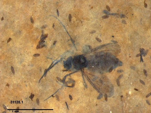 Diptera