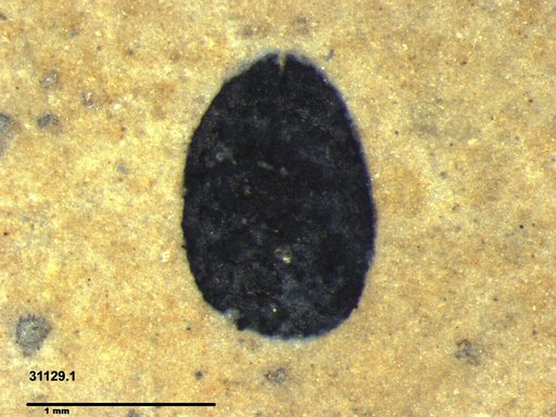 Tracheophyta