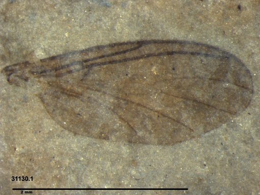 Diptera