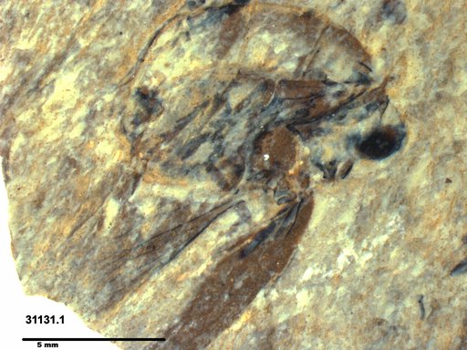 Family indet.