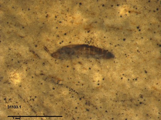 Genus sp